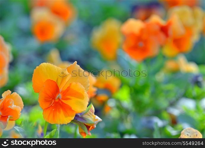 macro orange pansy flowers in garden