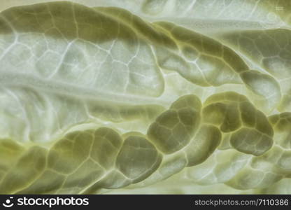 Macro pattern background from Napa cabbage