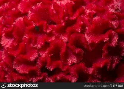 Macro, patterned background of red flowers