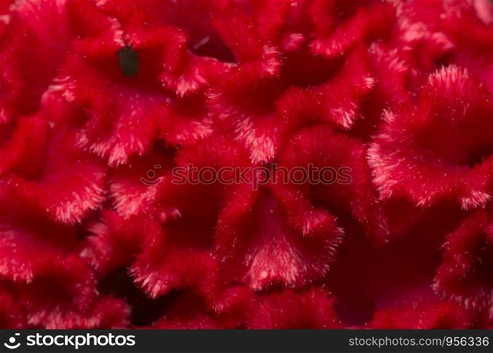 Macro, patterned background of red flowers