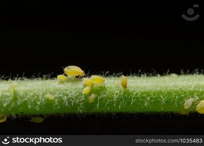 Macro Pea aphids (Scientific name: Aphis craccivora Koch.)