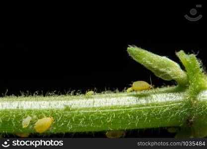 Macro Pea aphids (Scientific name: Aphis craccivora Koch.)