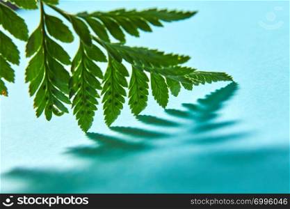 Macro photo green fern leaf with shadow pattern on blue background with copy space. Natural background for your ideas.. Macro photo pattern from the shadows of a green leaf fern on a blue background with space for text. Postcard layout