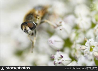 Macro photo of a bee gathering pollen on leek flower.