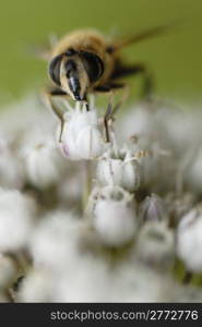 Macro photo of a bee gathering pollen on leek flower.