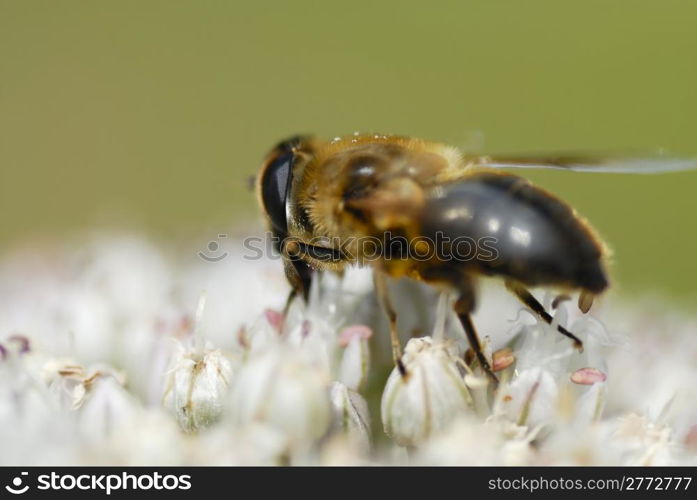 Macro photo of a bee gathering pollen on leek flower.