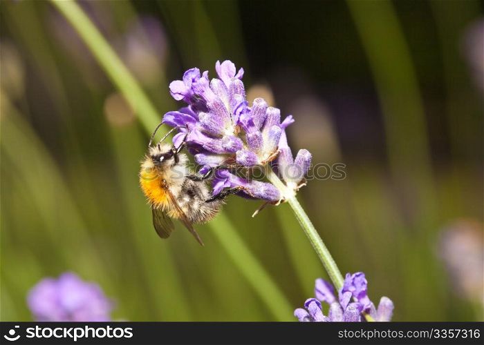 Macro photo of a bee on a violet flower