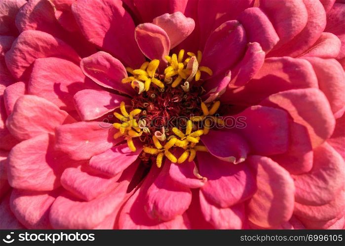 Macro photo of a blooming zinia flower. Natural floral layout. Top view. Macro photo of pink zinnia flower petals. Bright natural background. Top view