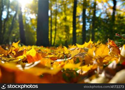 macro photo of a fallen leaves in autumn forest