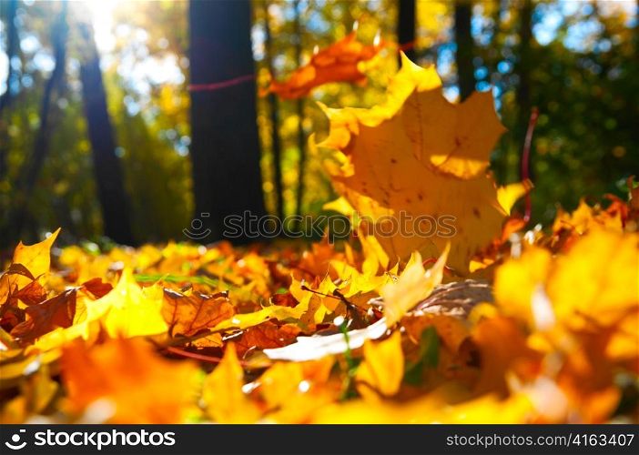macro photo of a fallen leaves in autumn forest, shallow dof