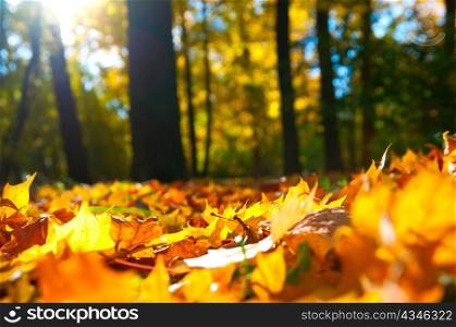 macro photo of a fallen leaves in autumn forest, shallow dof