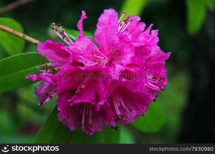 macro photo of a rhododendron in bloom with green background
