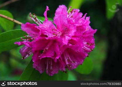 macro photo of a rhododendron in bloom with green background