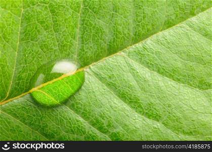 macro photo of a water drop on leaf