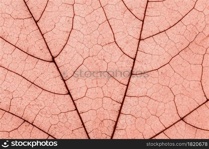 Macro photo of Autumn Foliage. Pink or coral Maple Leaf texture close up. Macro photo of Autumn Foliage. Pink or coral Maple Leaf texture close up.