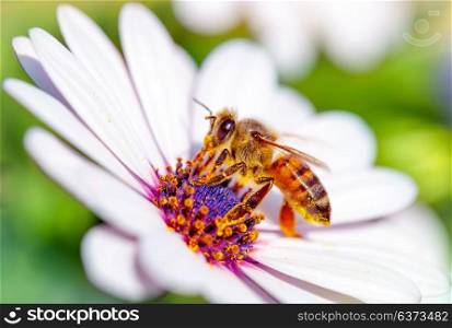 Macro photo of beautiful bee sitting on white gentle daisy, little honeybee collects pollen from flowers, awakening of nature from winter