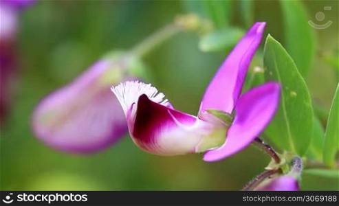Macro photo of beautiful fabaceae flower