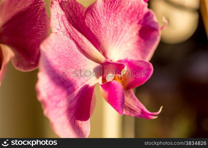 Macro photo of beautiful violet orchid