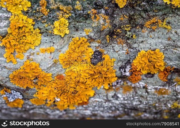 Macro photo of beautiful yellow lichen covering gray granite