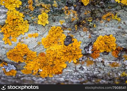 Macro photo of beautiful yellow lichen covering gray granite