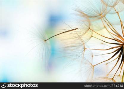 macro photo of dandelion seeds with water drops