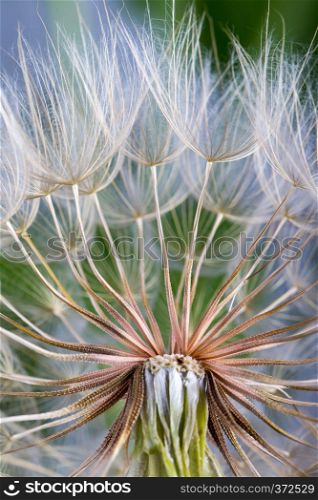 macro photo of dandelion seeds with water drops