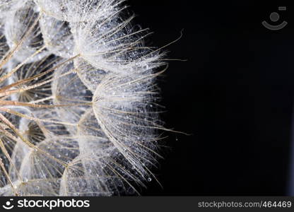 macro photo of dandelion seeds with water drops