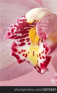 Macro photo of delicate petals of a pink orchid with a natural pattern. Flower background. Macro photo of a pink orchid with a pattern on the petals. Beautiful natural layout
