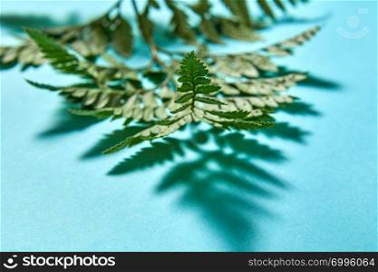 Macro photo of fern leaves with shadow pattern on a blue background with space for text. Natural background for creative cards. Macro photo of fresh fern foliage with reflection of shadows on a blue background with copy space.