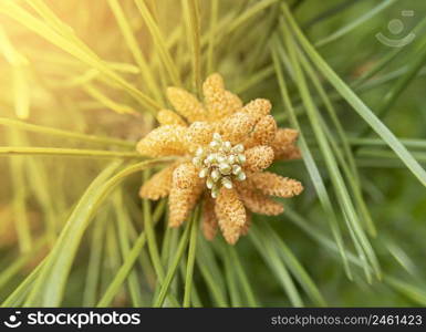 Macro photo of fir tree cone with sunlight.. Macro photo of fir tree cone with sunlight. Top view.