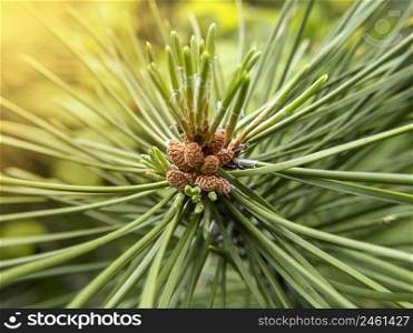 Macro photo of fir-tree cone with sunlight.. Macro photo of fir tree cone with sunlight.