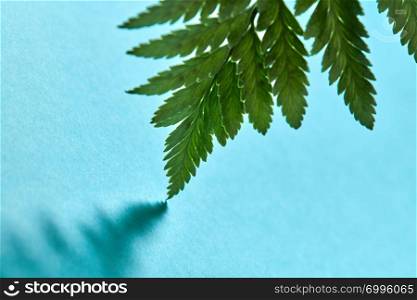 Macro photo of fresh fern foliage with reflection of shadows on a blue background with copy space. Natural background. Macro photo of fern leaves with shadow pattern on a blue background with space for text. Natural background for creative cards