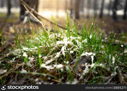 Macro photo of fresh grass covered by show at sunny day in forest
