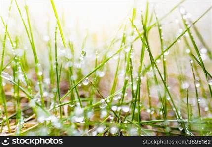 Macro photo of fresh green grass covered by dew at sunny morning