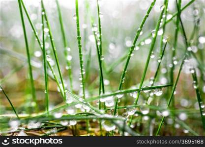 Macro photo of fresh green grass covered by water drops