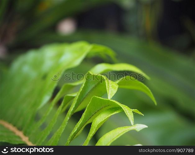 macro Photo of green fern petals. The plant fern blossomed