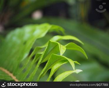 macro Photo of green fern petals. The plant fern blossomed