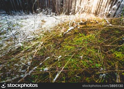 Macro photo of green grass growing through snow at forest
