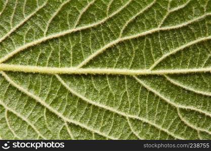 Macro photo of green leaf. Natural pattern of leaf veins as a layout for your ideas. Flat lay. Macro photo of the back side of a green leaf with streaks. Natural background. Flat lay