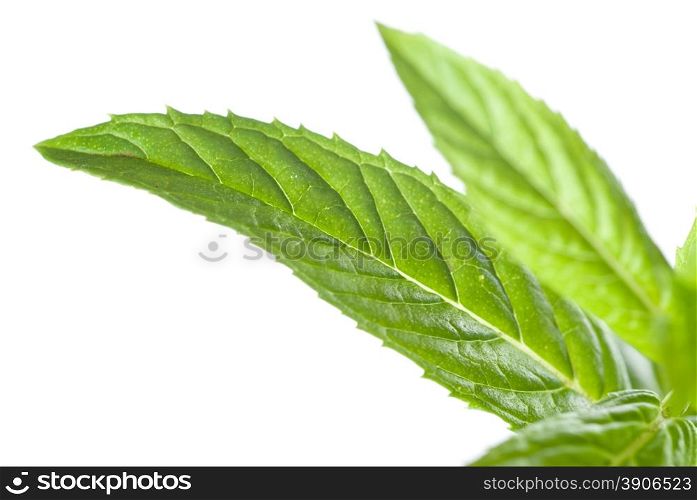 macro photo of green mint isolated on white