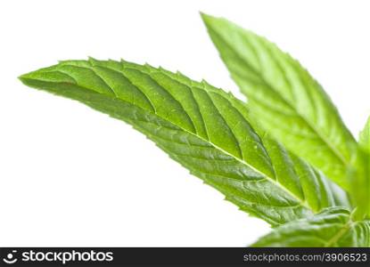 macro photo of green mint isolated on white
