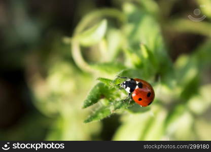 Macro photo of Ladybug in the green leaf