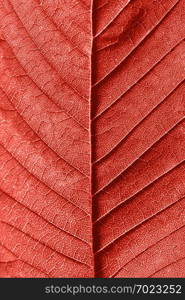 Macro photo of natural pattern of back side leaf with veins. Creative background in a trendy color of spring-summer 2019 season - Living Coral pantone .. Decorative textured viens leaf macro pattern as a creative background for your ideas in a color of the year 2019 Living Coral pantone . Top view