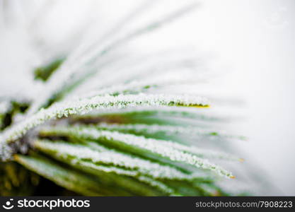 Macro photo of pine twig covered by hoarfrost