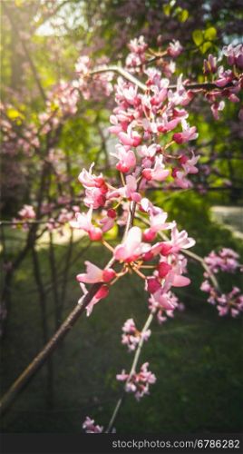 Macro photo of pink cherry blossoms on branch at sunny day