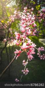 Macro photo of pink cherry blossoms on branch at sunny day