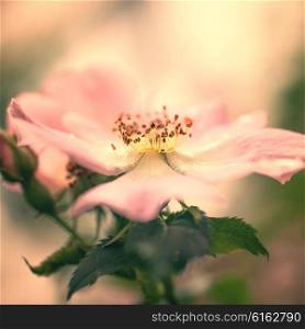 Macro photo of Pink flower wild rose on bush
