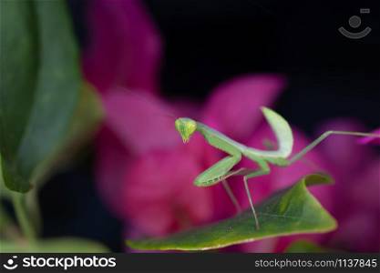 Macro photo of predator insect green mantis on pink flower background. Macro photo of predator insect green mantis