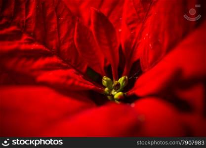 Macro photo of red poinsettia flower with leaves