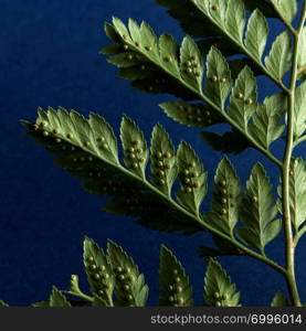 Macro photo of the back side of a fern with spores on a dark blue background with space for text. Beautiful layout of green leaves.Flat lay. Macro photo of a fern plant on a dark blue background with copy space. Natural layout. Flat lay